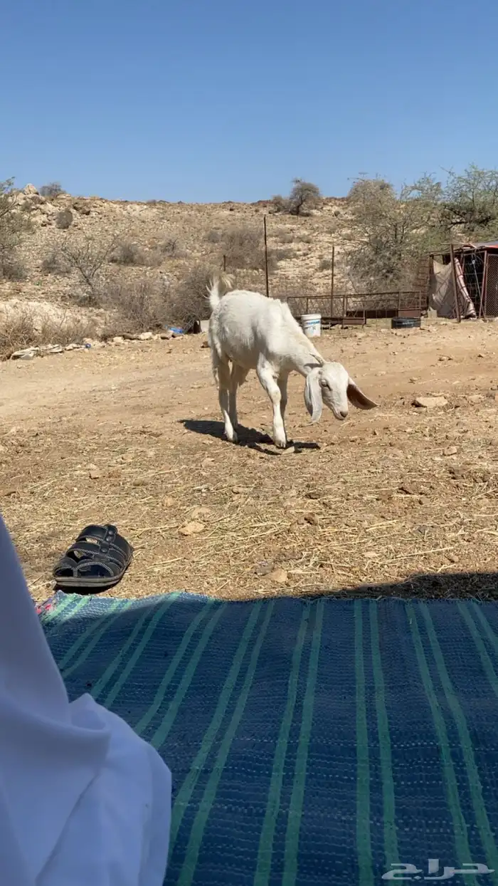 عناقين للبيع 2