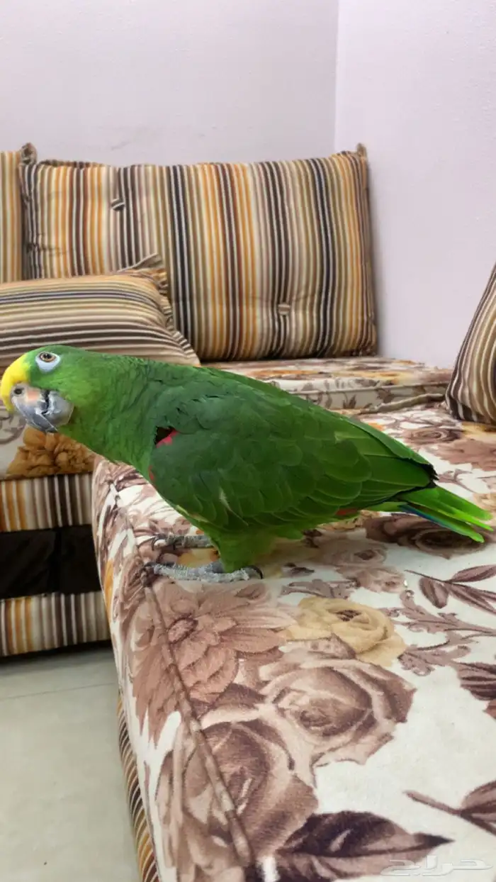 امزوني يلو كراون اليف جدا تم البيع 1