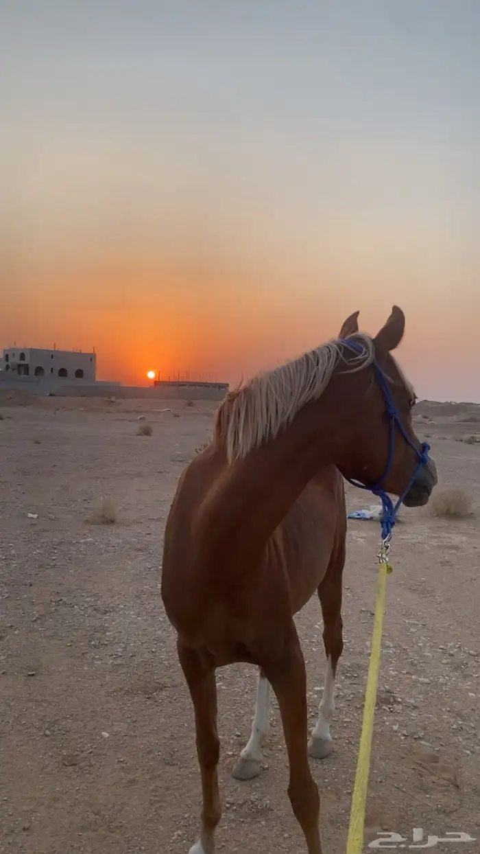 فرس من فواخر الشعبي 3