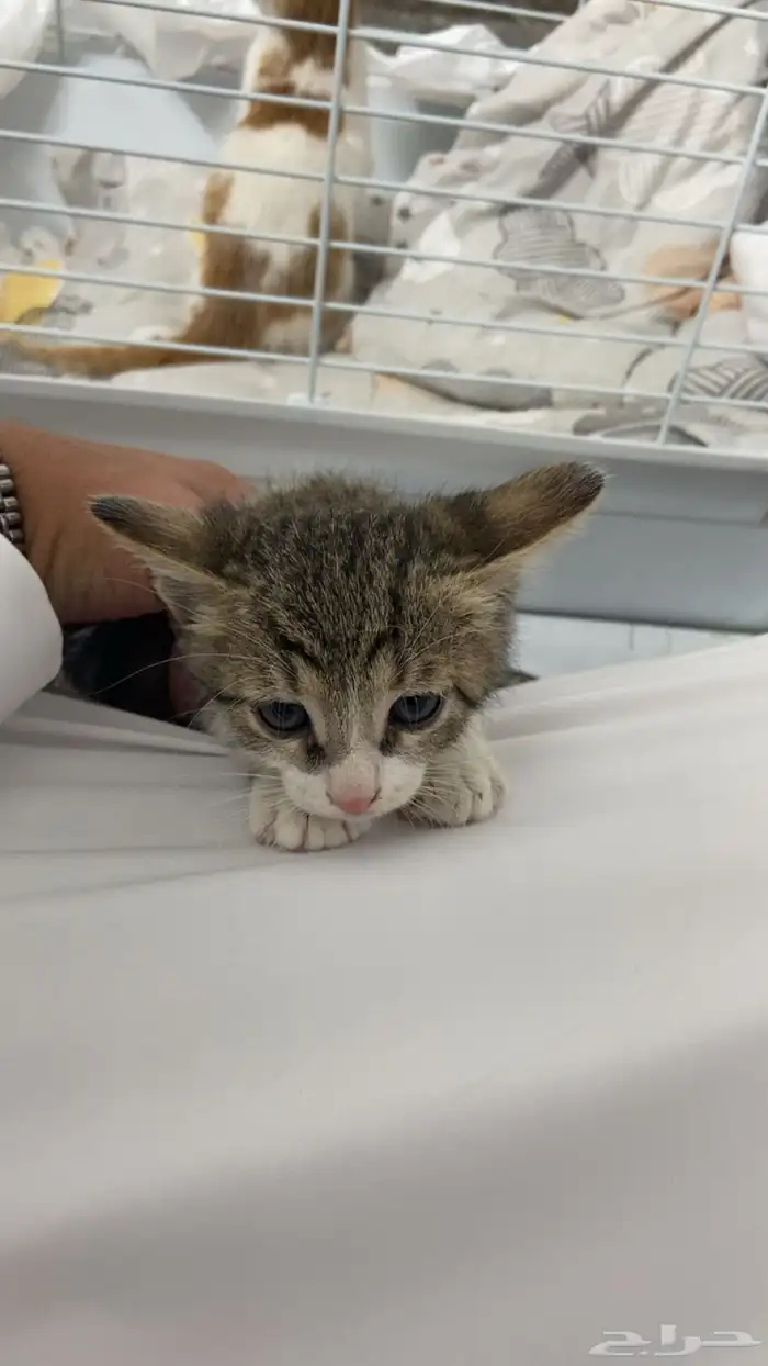 قطط للبيع ذكر وانثى السعر 400 مع الاغراض و شرحت ب الصور 0