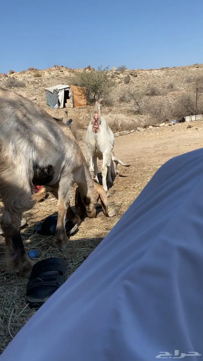 عناقين للبيع 1