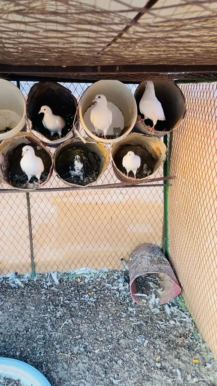 حمام فرنسي 0