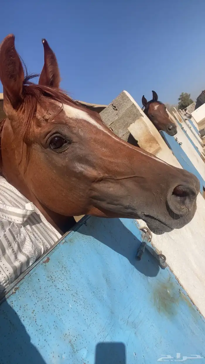 خيل شعبي 3