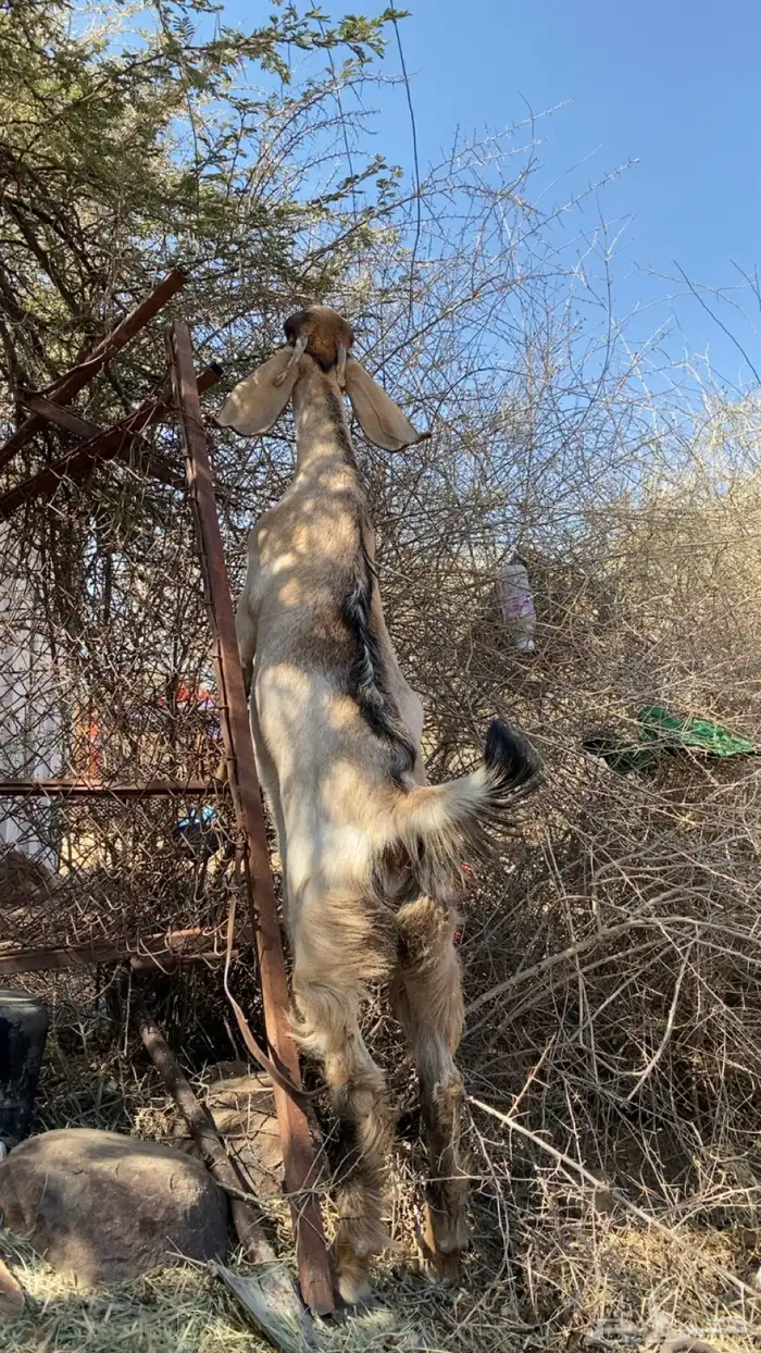 عناقين للبيع 3