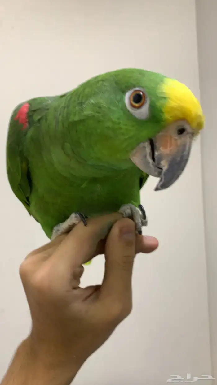 امزوني يلو كراون اليف جدا تم البيع 0