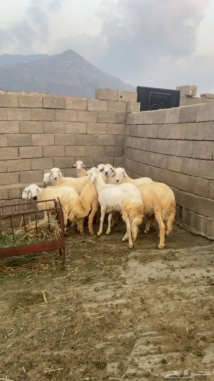 خرفان حريات ذبايح 1