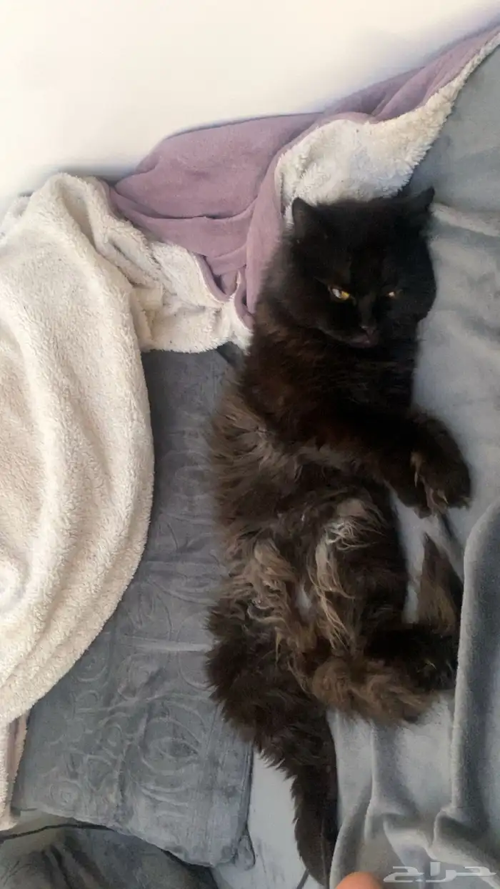 قط ذكر انتاجه حلو نتزاوج 2