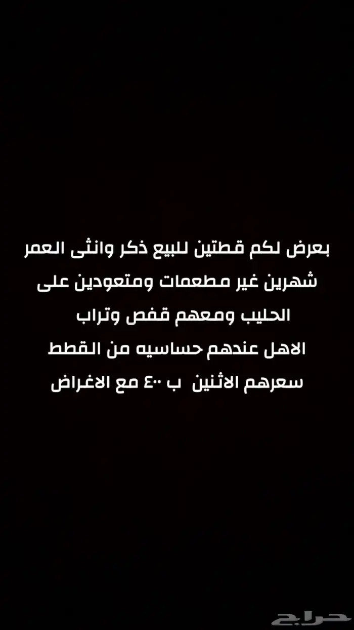 قطط للبيع ذكر وانثى السعر 400 مع الاغراض و شرحت ب الصور 4