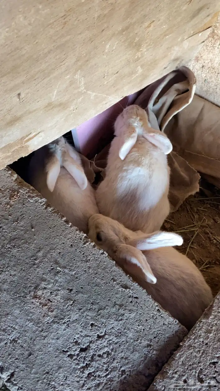 ارانب للبيع العدد 3 ذكرين وا انثى 1