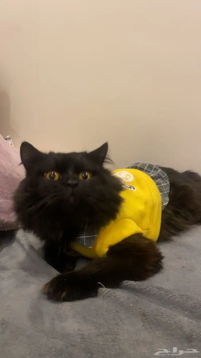 قط ذكر انتاجه حلو نتزاوج 0