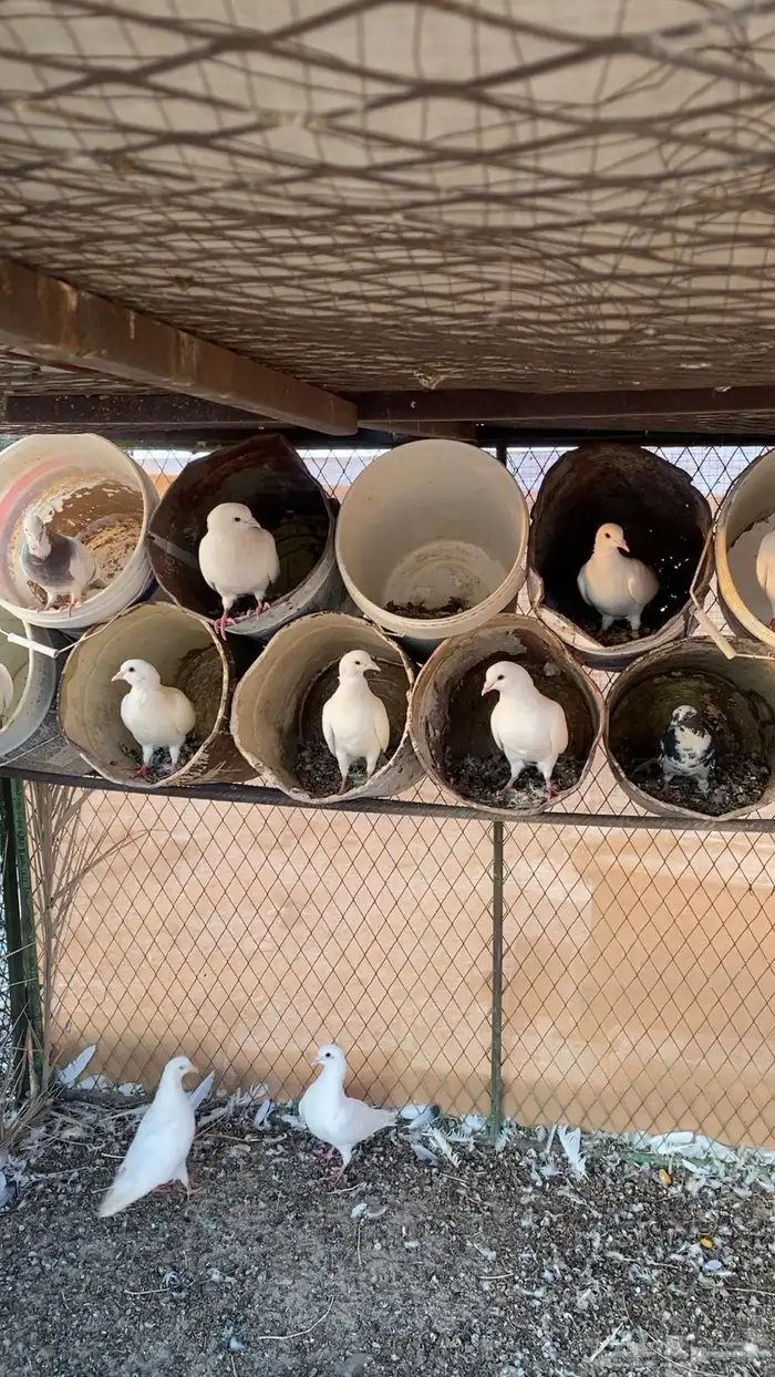 حمام فرنسي 1