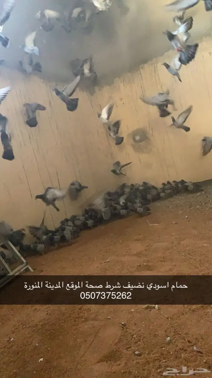 حمام اسودي شرط نضيف 0