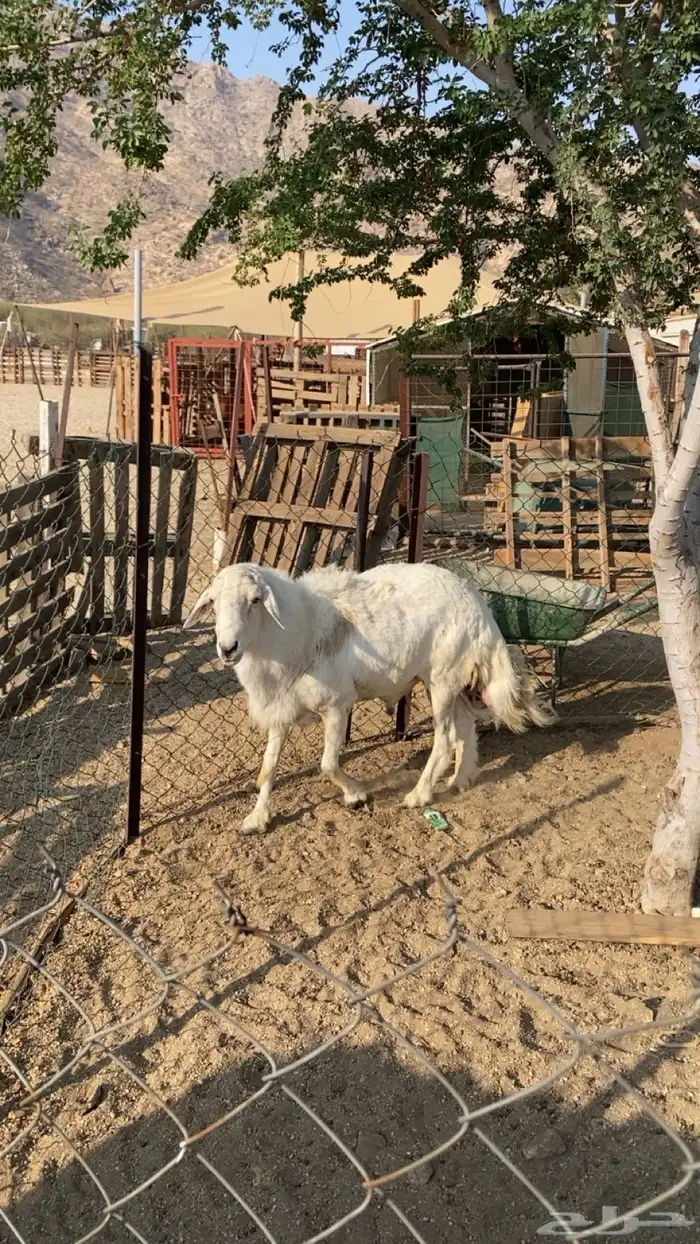 فحل حري صنف مشروط 2