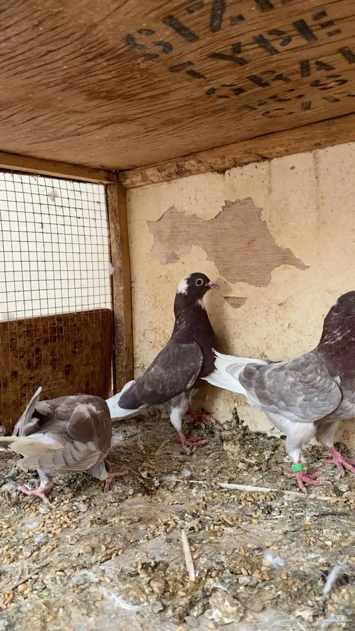 للبيع جوز قلابي مع طبه ب 50 4