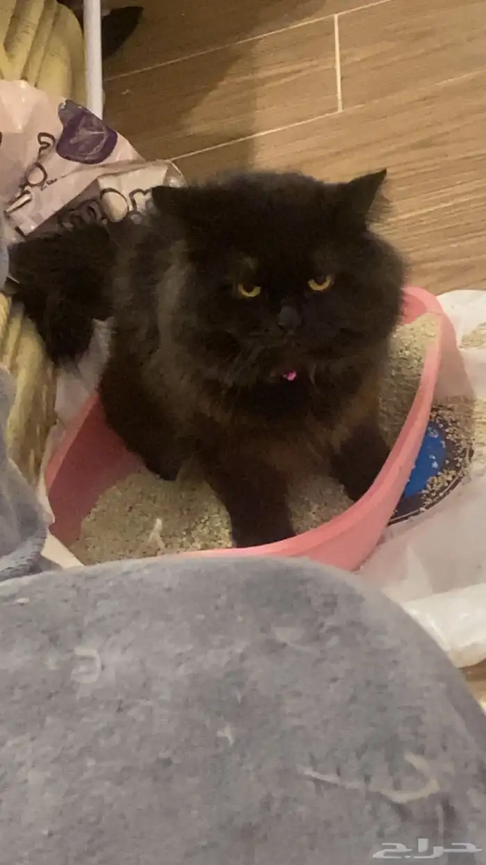 قط ذكر انتاجه حلو نتزاوج 1