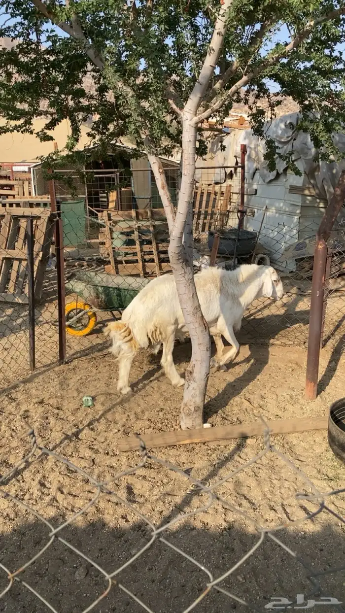 فحل حري صنف مشروط 1