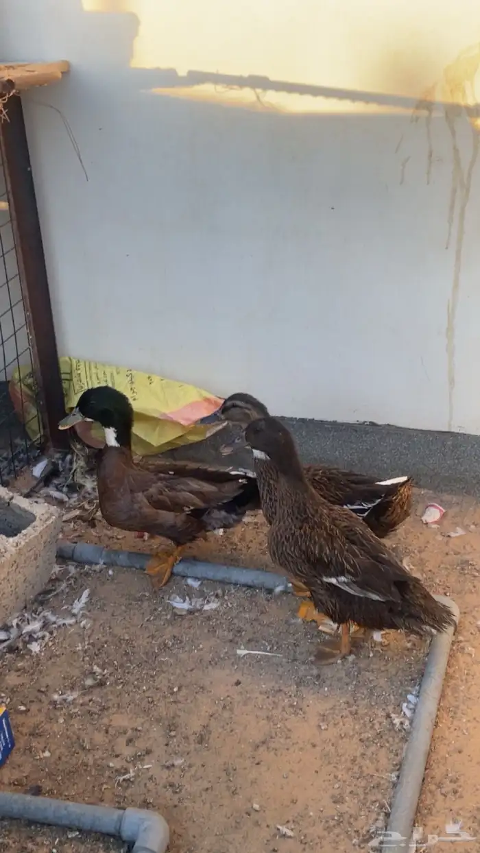 بط شرشير طيبات بلحيل 0