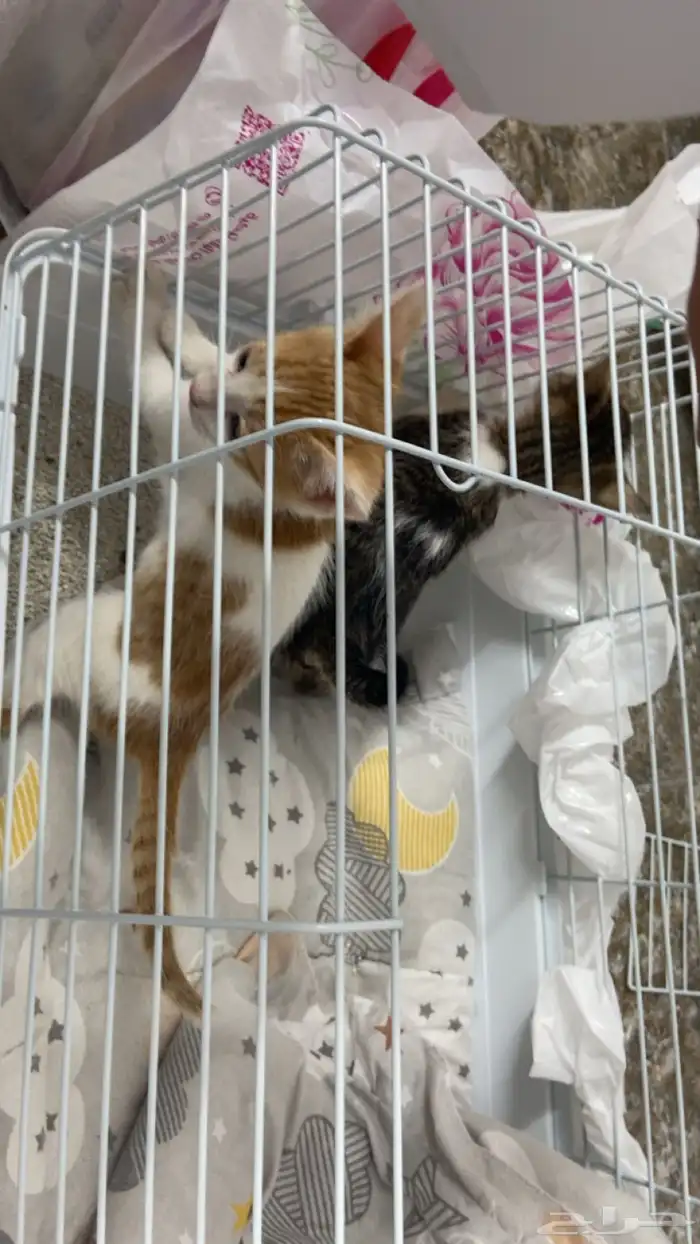 قطط للبيع ذكر وانثى السعر 400 مع الاغراض و شرحت ب الصور 2