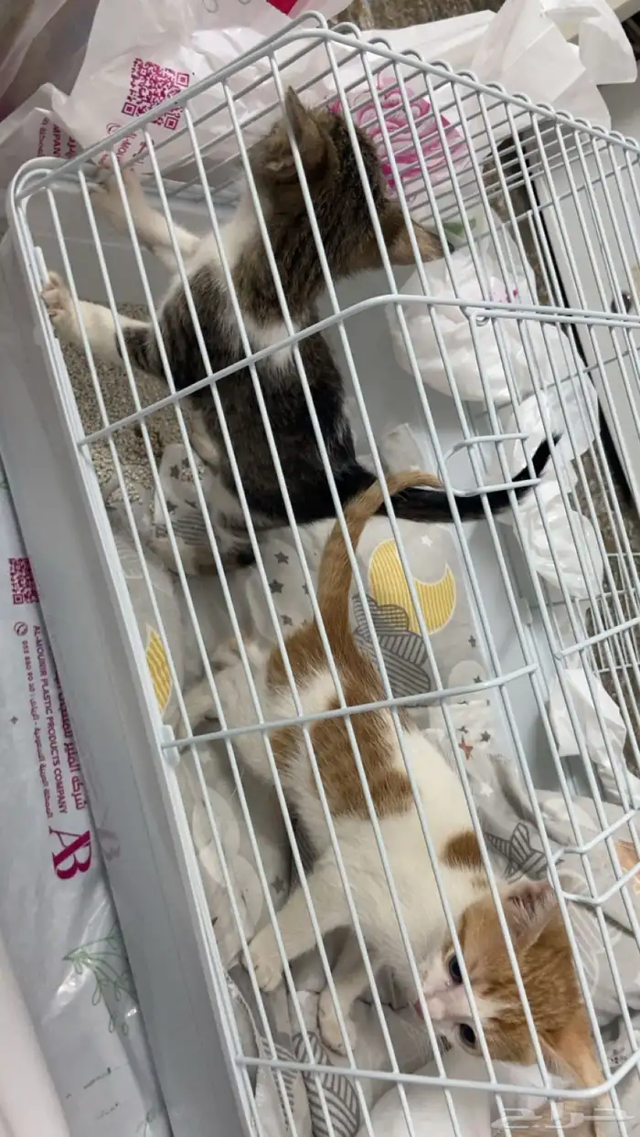 قطط للبيع ذكر وانثى السعر 400 مع الاغراض و شرحت ب الصور 3