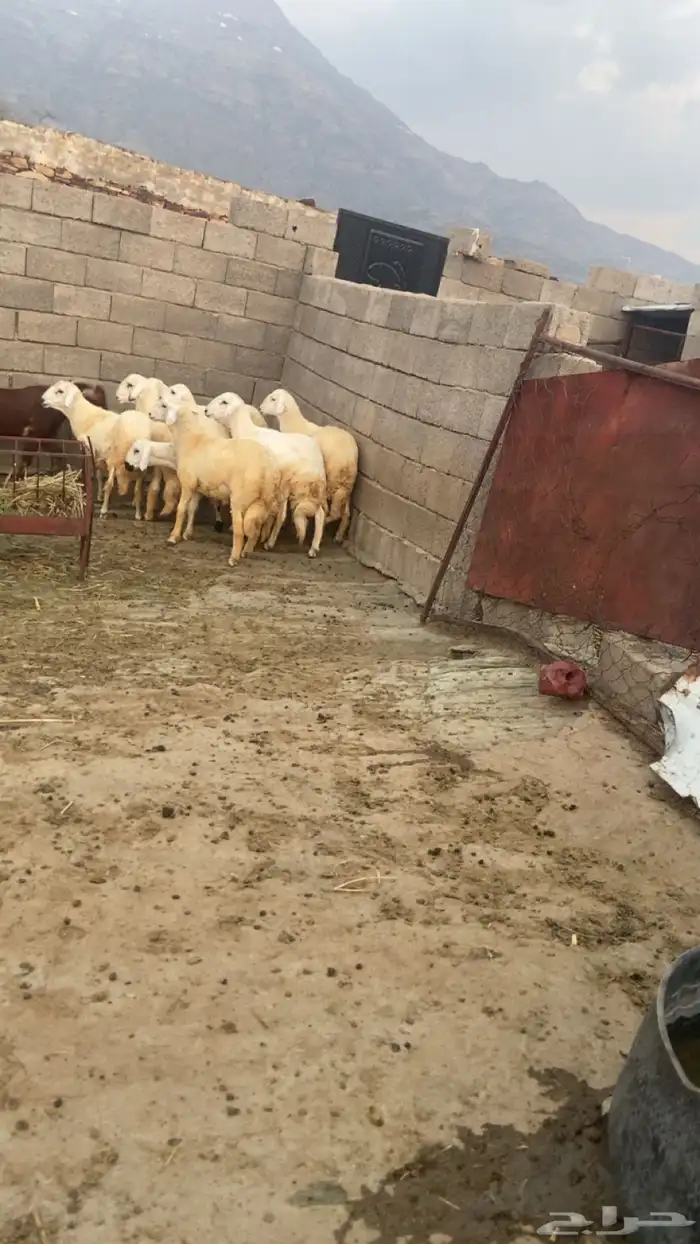 خرفان حريات ذبايح 0