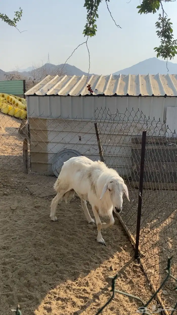 فحل حري صنف مشروط 0