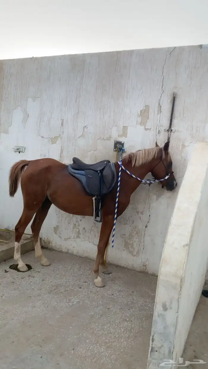 فرس شعبيه شييخه 9