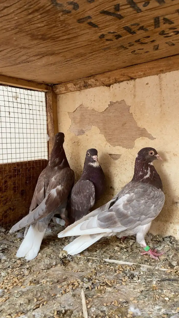 للبيع جوز قلابي مع طبه ب 50 5