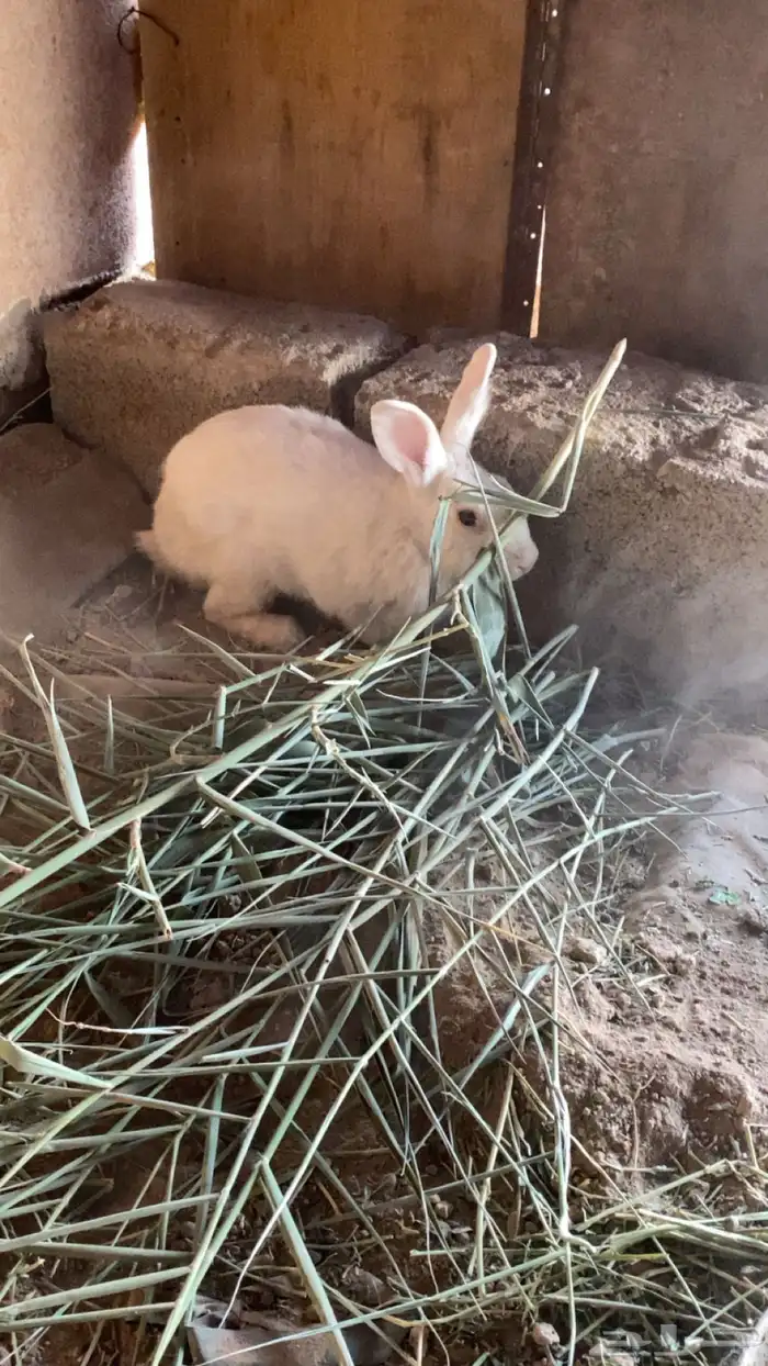 ارانب للبيع العدد 3 ذكرين وا انثى 0