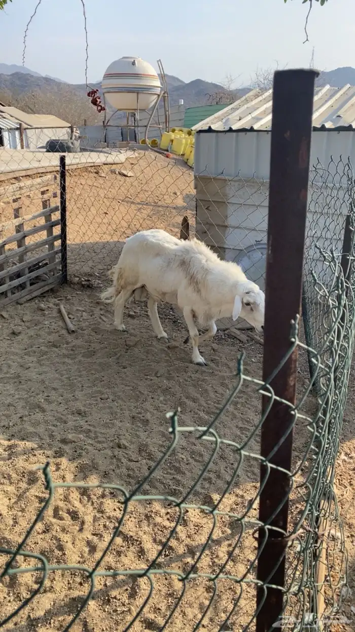 فحل حري صنف مشروط 3