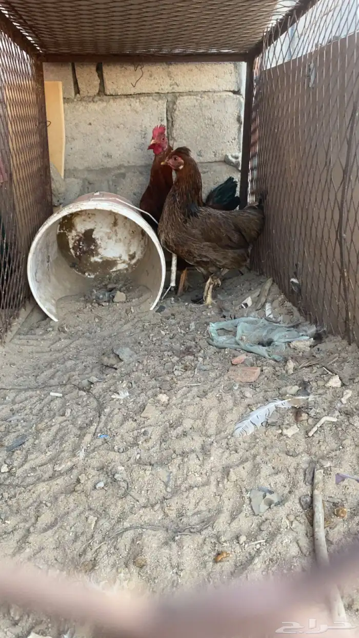 دجاج للبيع 0