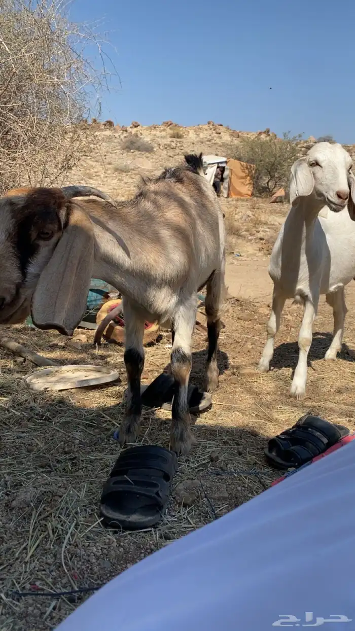 عناقين للبيع 0