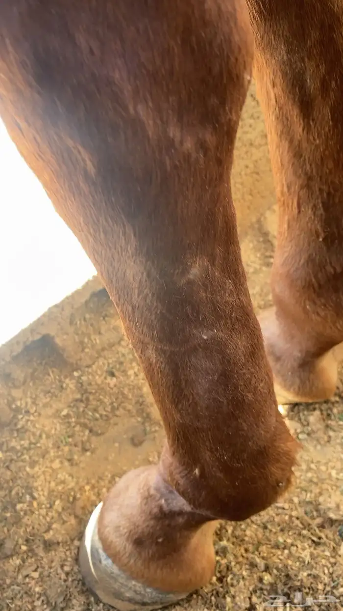 خيل شعبي 2