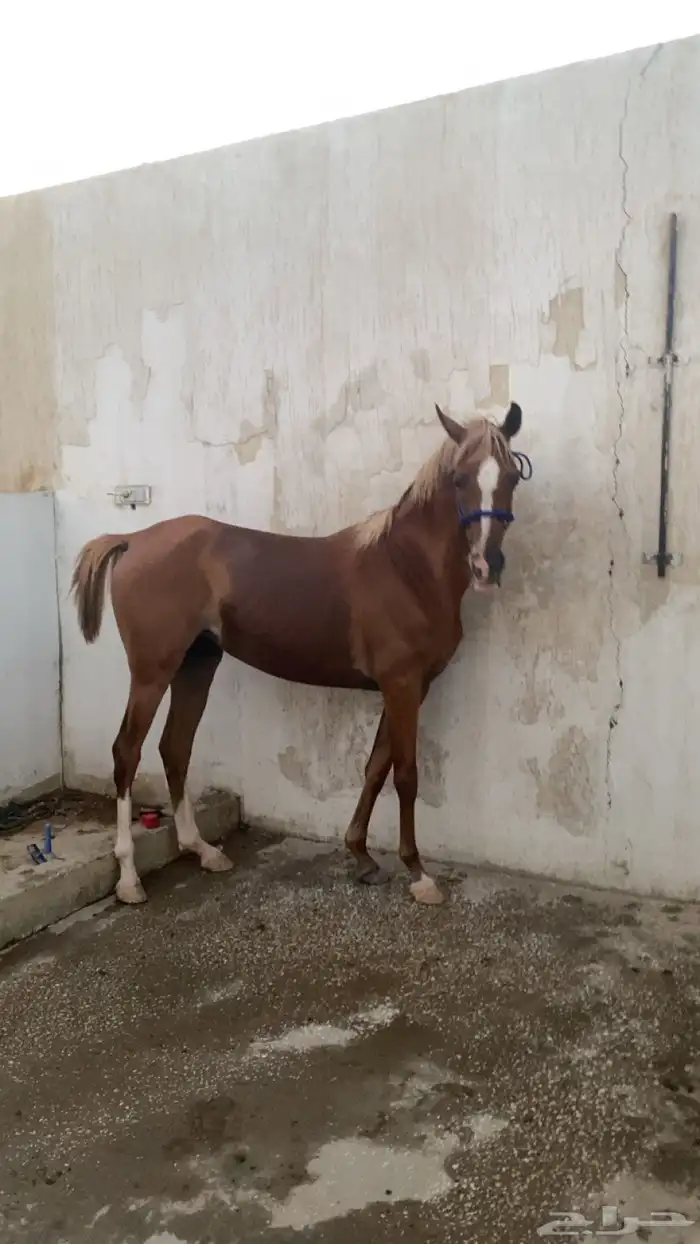 فرس شعبيه شييخه 8