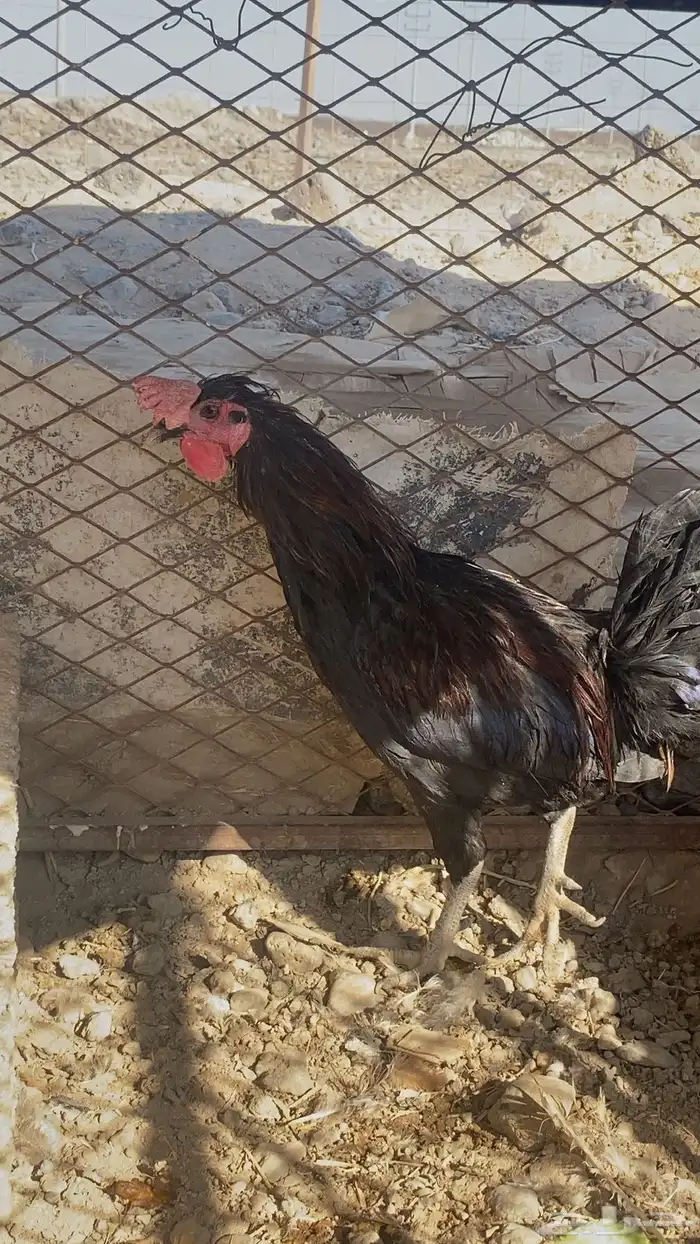 ديك بلدي اسود 0