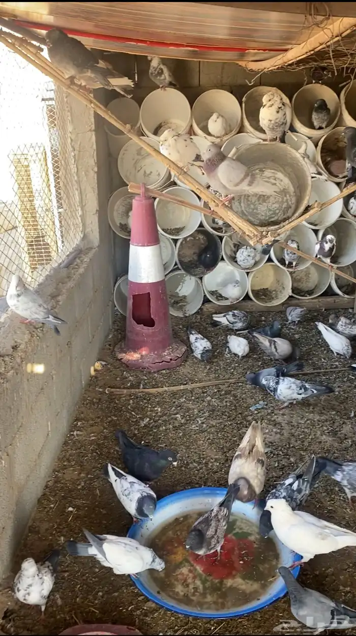 حمام كفو بلدي وبكستاني واتسسس 4