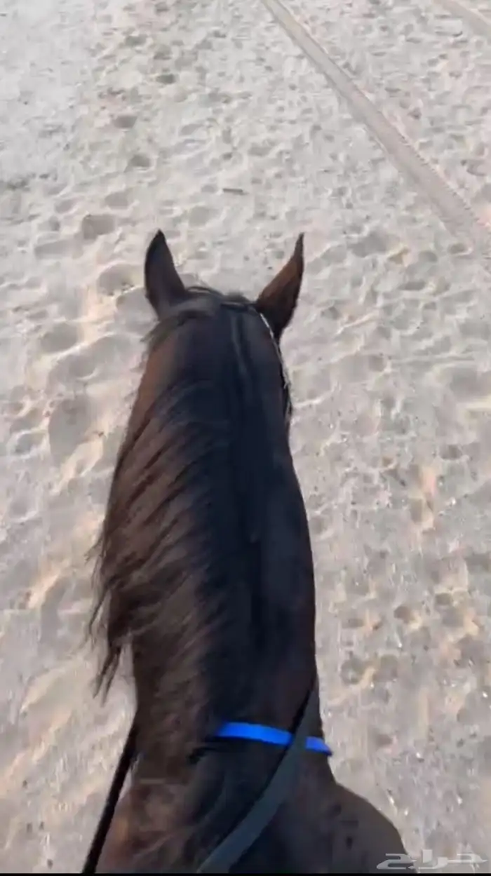 حصان انقليزي 0