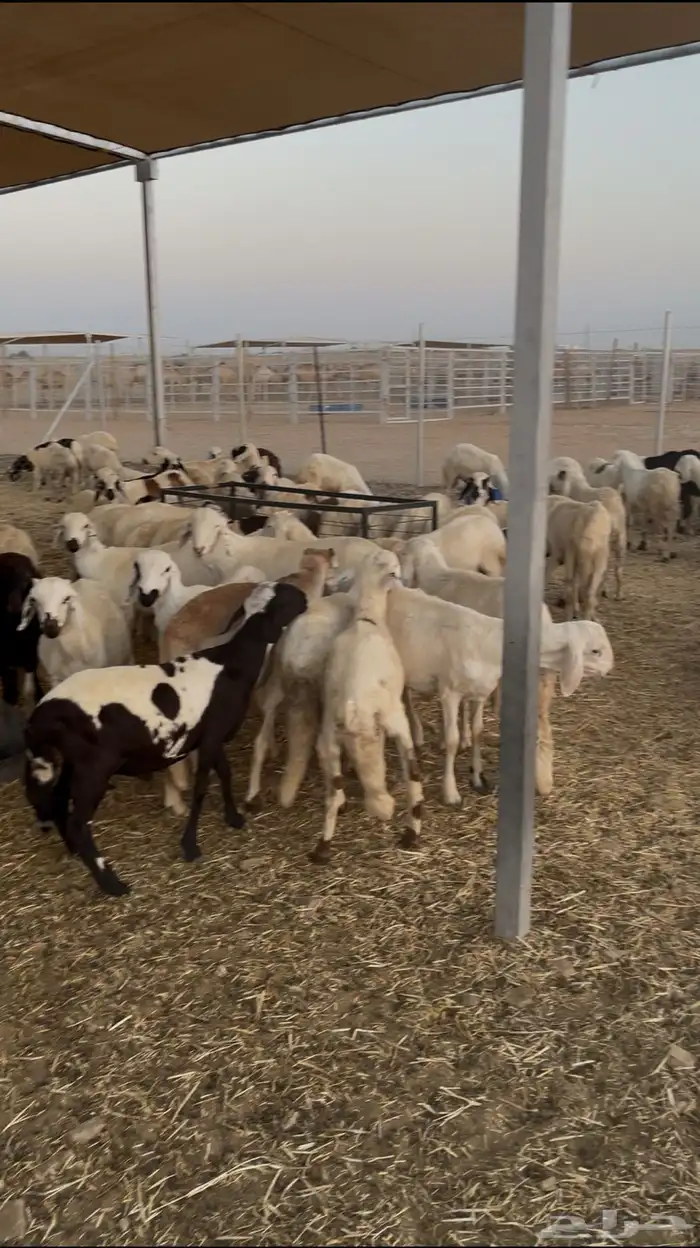 خرفان شبيه الحري 210 رأس   للبيع جملة أو خمسين حسب الشبك 0