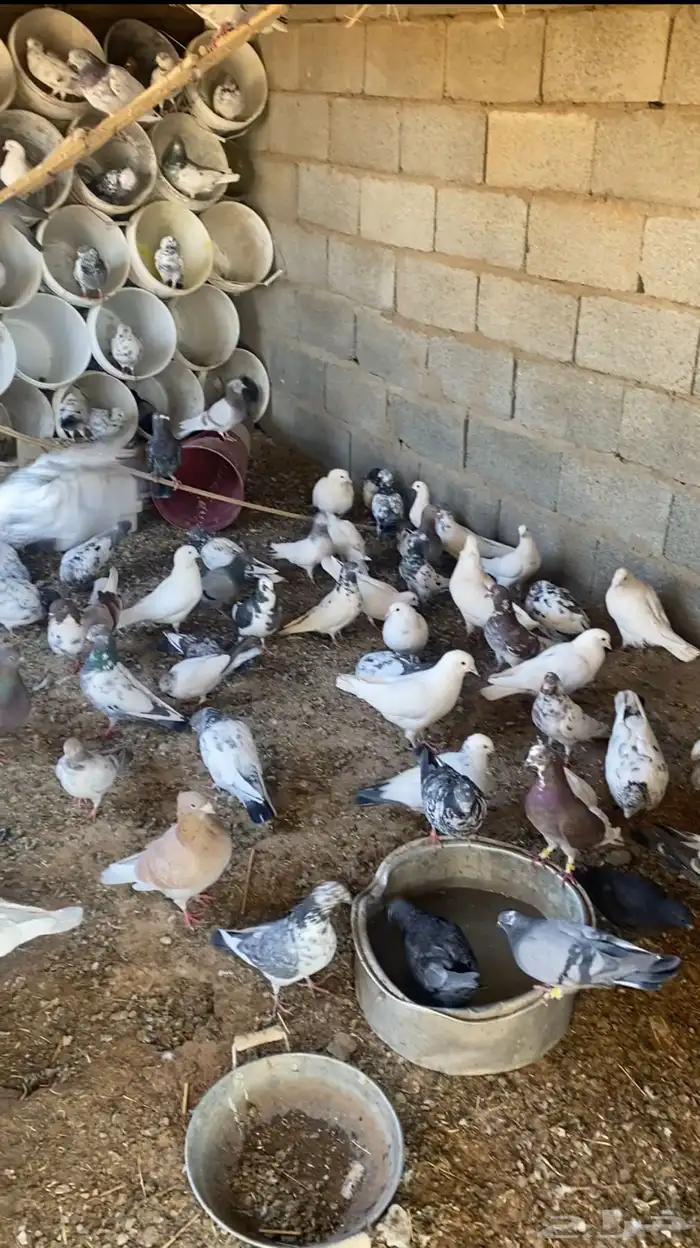 حمام كفو بلدي وبكستاني واتسسس 2