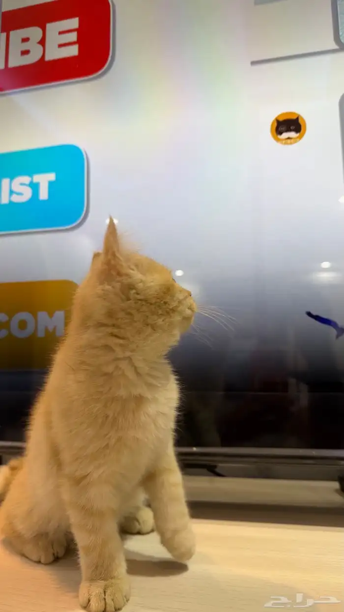 قط شيرازي ذكر 7