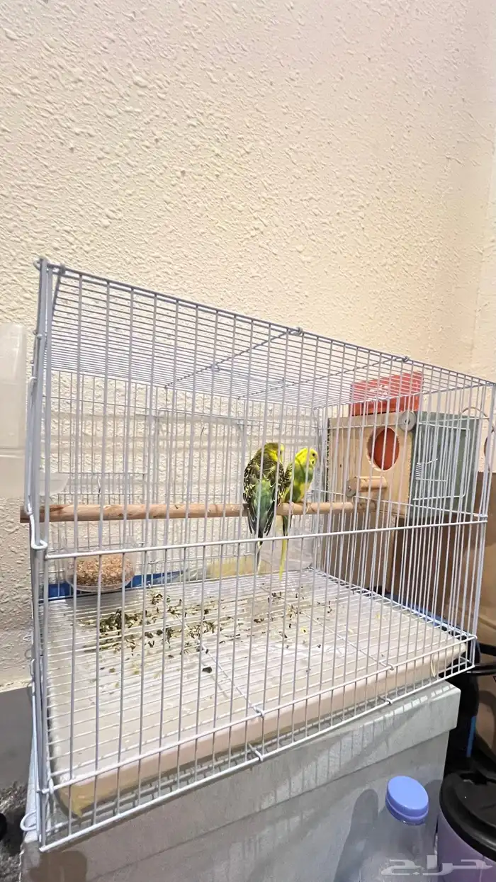 جوز طيور للبيع مع ملحقاتها 1