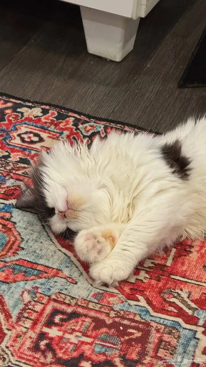 قطة انثى للبيع 0