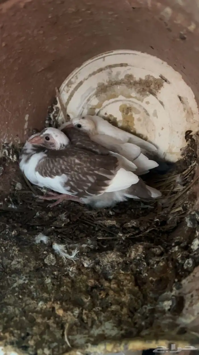 فروخ حمام للبيع فرنسي سلفر 1