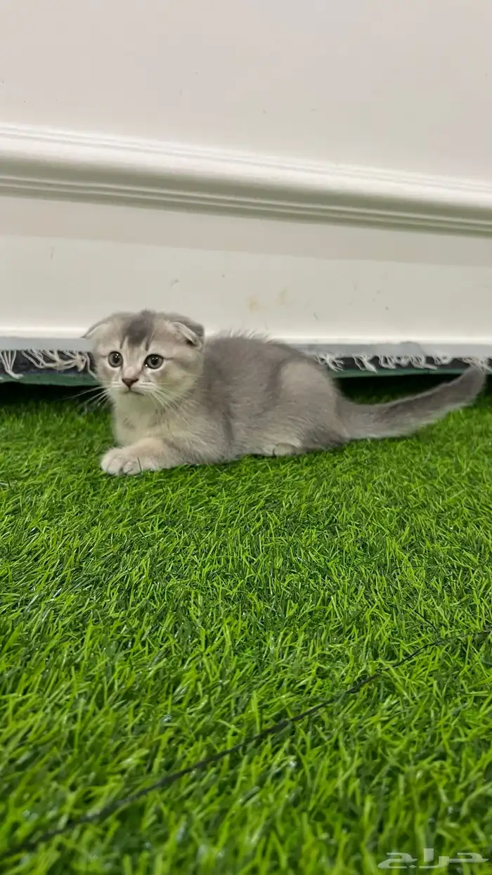 متوفر قطط سكوتش فولد للتبني البيع 7