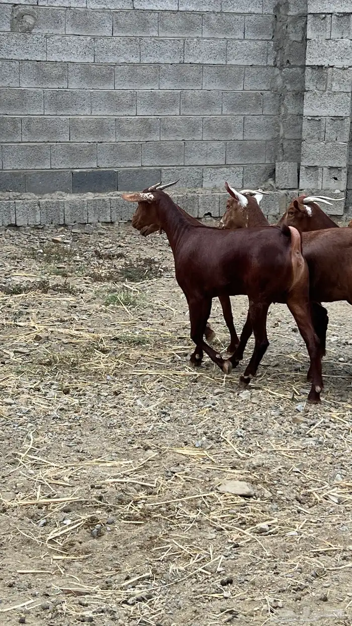 جفار دهم عدد 7 ( تم البيع ) 16