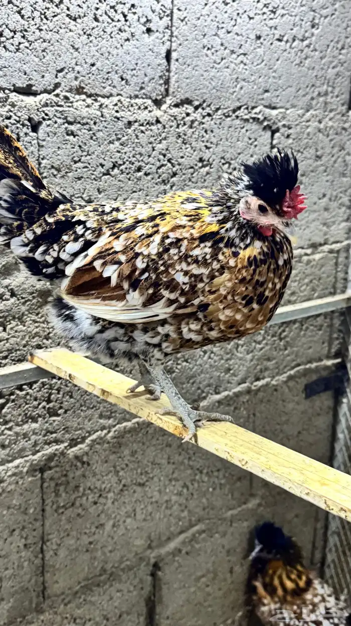 دجاج كويتي حباحب مشكل 47