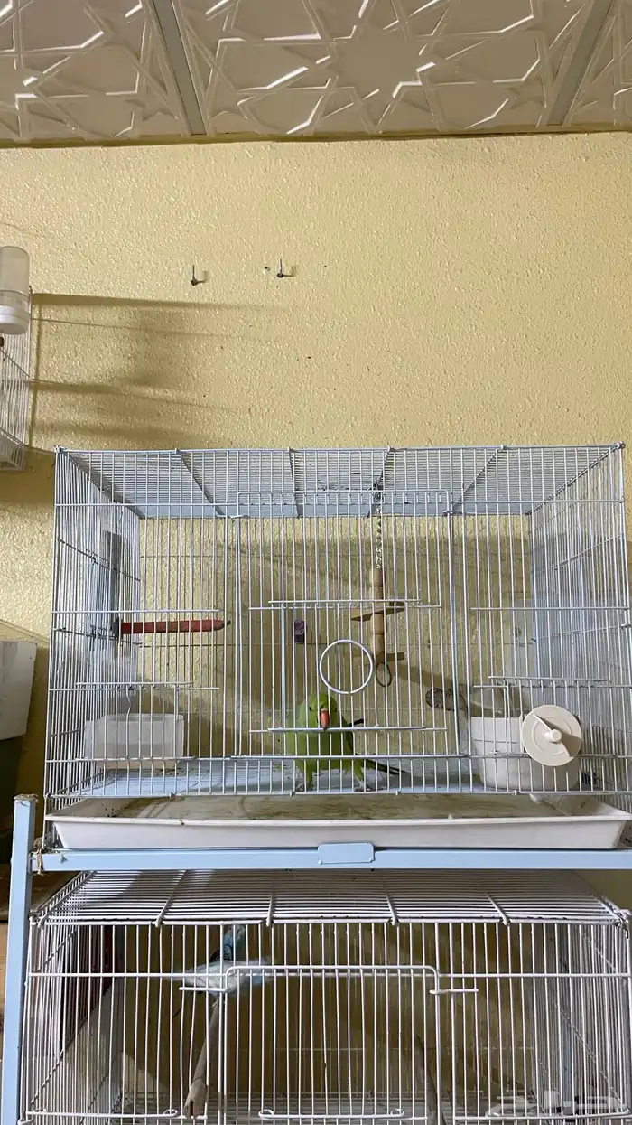 ببغاء دره اليف و متكلم 6