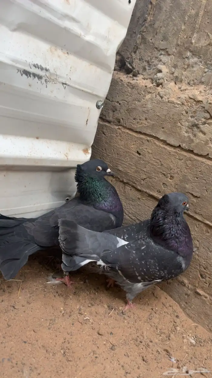 حمام مهجن وقاضي 0