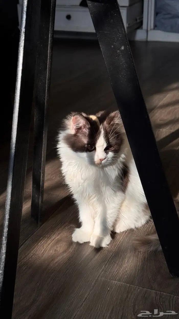 قطة انثى للبيع 7