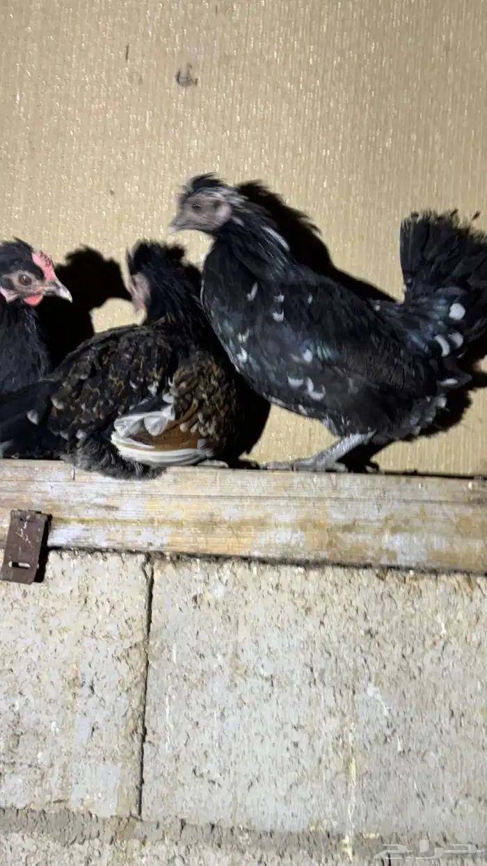 دجاج كويتي حباحب مشكل 83