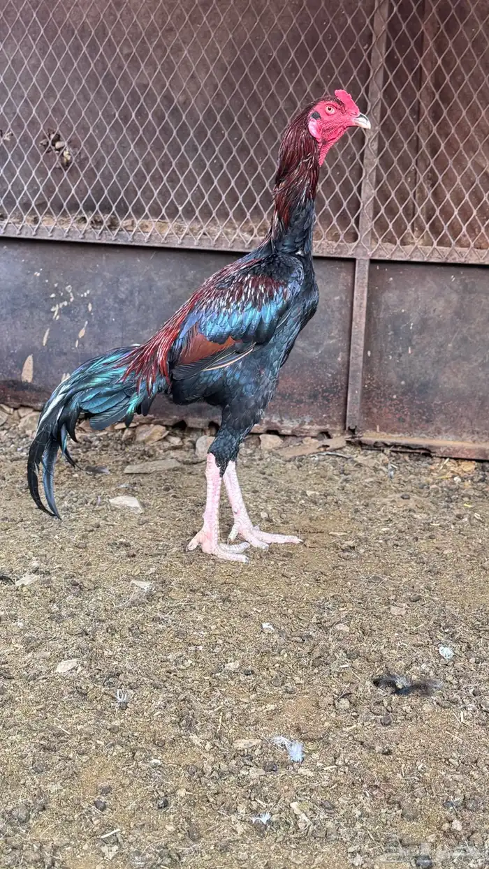 ديك باكستاني سندي 0